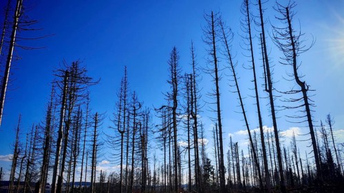 Bare tree tops rise into the blue sky, a picture of nature in winter, spruce forest (picea)