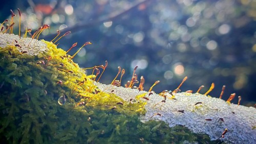 Moss (musco) covered with snowflakes in the forest in a clear, quiet winter landscape, Franconian