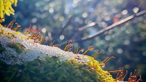 Moss (musco) with remnants of snow in close-up in the forest, shown in contrasting light