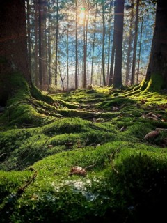 Sunlight falls through trees on moss-covered ground in the forest, romantic, a peaceful, idyllic