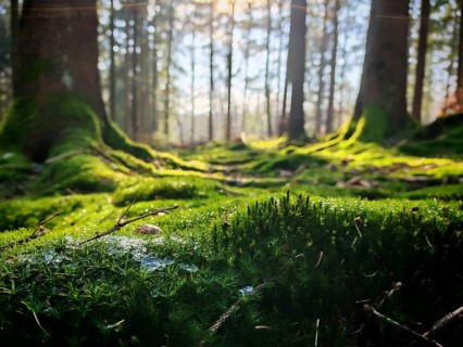 Moss covers the forest floor between large trees in sunlight, a natural scene, Frankenwald nature