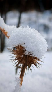 Snow-covered thistle (carduus) emphasised details of the plant structure, winter cold, Franconian