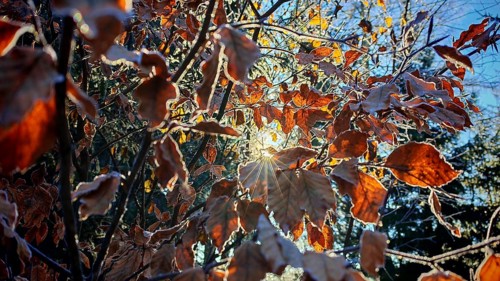 Sunlight shines through frost-covered colorful leaves, Rennsteig, Frankenwald nature park Park