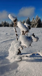 Snowy landscape with frozen branches under clear, blue sky, Franconian Forest nature park Park