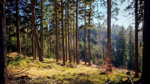Sunlight floods a high, quiet forest with green foliage, Fichtelgebirge, Franconian Forest