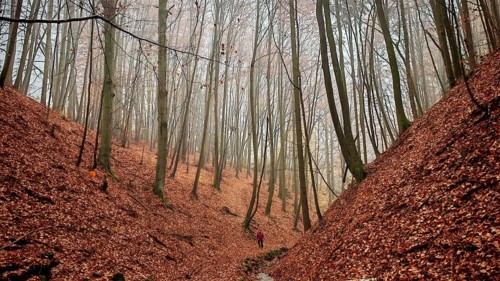 Person walking a wooded path with fallen leaves through a quiet autumn forest, dramatic