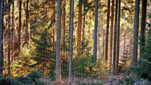 Bright sunlight shines through slender tree trunks in an autumnal forest, Fichtelgebirge,