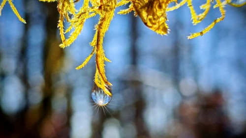A drop of water hangs radiantly on a yellow plant that glitters in sunlight, Thuringian Forest