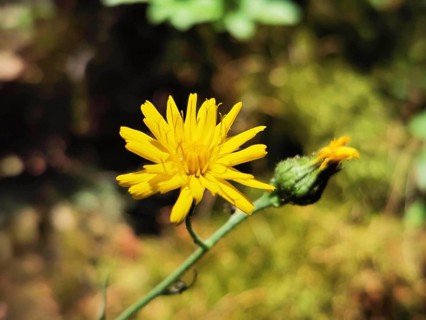 Small yellow flower blooming in the summer sun, Hieracium lachenalii (hieracium lacheneaii),