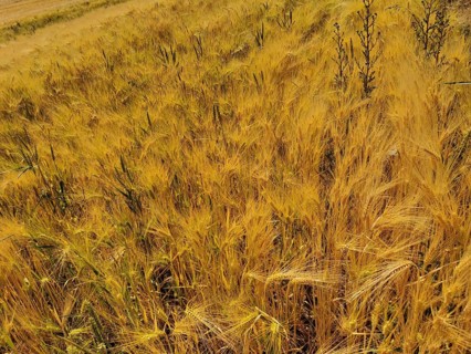 Large field with ripe grains in golden tones, Franconian Forest nature park Park
