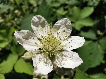 White blossom with many stamens in the sun, blackberry (rubus fructicosus), Franconian Forest