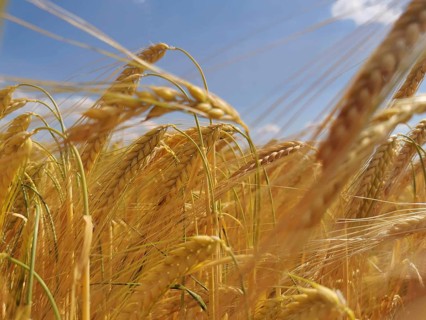 Golden cornfield under blue sky in summer, Franconian Forest