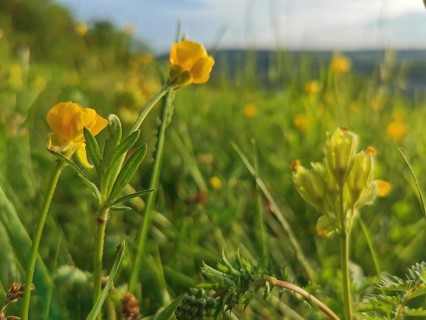 Yellow flowers of the common hornwort (Lotus corniculatus) on a sunny summer meadow with hills in