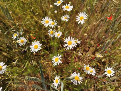 White daisies (bellis perennis) scattered in a summer meadow, Franconian Forest nature park Park