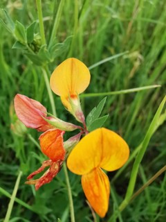 Yellow flowers on a green meadow in a natural environment, Bird's-foot Trefoil (lotus