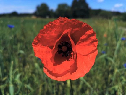 A bright red poppy (Papaver rhoeas) blooming in a field under a blue sky, Franconian Forest,