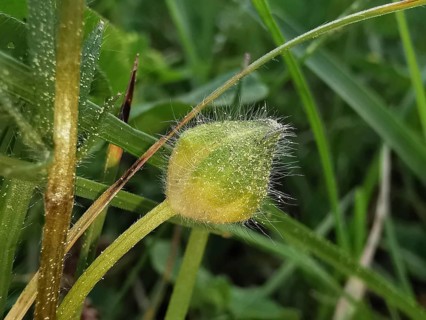 A fluffy bud on a green field, surrounded by grass, witchweed (Circaea lutetiana), Franconian