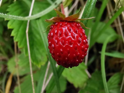 Wild red strawberry (fragaria vesca) surrounded by grass in a natural environment, Franconian