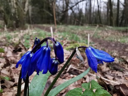 Blue flowers in humid, wooded area with raindrops, Siberian blue stars (Scilla siberica),