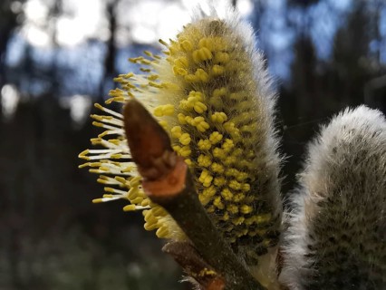 Willow catkins (salix caprea) with yellow inflorescences in front of a wooded background,