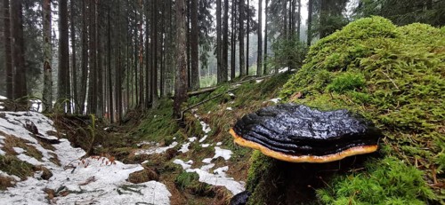 Moss-covered forest floor with a mushroom (fungi), surrounded by snow and dense trees, Franconian
