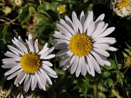 Close-up of two daisies (bellis perennis), bright white petals with yellow centre, Franconian