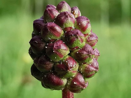 A close-up of an unopened plant bud against a blurred background, great burnet (Sanguisorba