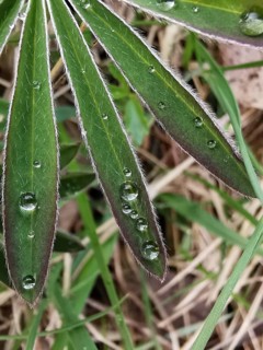 Macro photograph of green leaves with dew drops in the grass, lupine (Lupinus), Thuringian Forest,