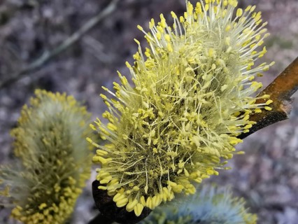 Yellow, flowering willow catkin (salix caprea) in close-up, Thuringian Forest, Germany