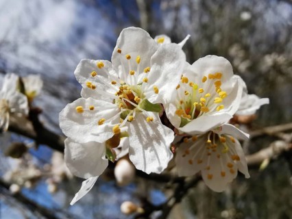 White blooming cherry blossoms (prunus serrulata) in front of a blue sky, spring awakening in