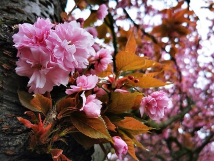 A Japanese cherry blossom (prunus serrulata) with magnificent pink flowers and orange-coloured