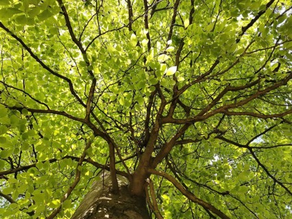 Looking up through the fresh green leaves of a tree into the crown, Thuringian Forest, Germany