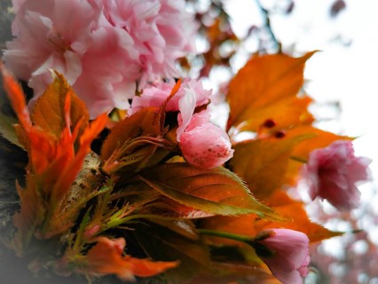 Vivid pink flowers and orange-coloured leaves in a close-up, Japanese cherry blossom (prunus
