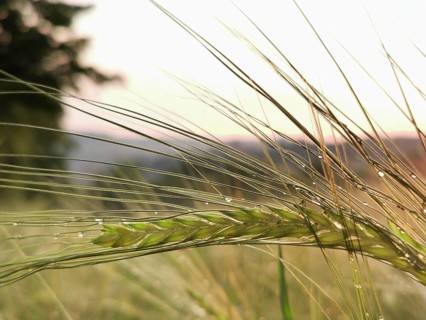 Ear of grain, barley (hordeum vulgare) with morning drops in front of a gentle sunset in a field,