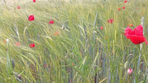 Poppies (papaver rhoeas) bloom in a green wheat field (triticum) and create a lively spring scene,