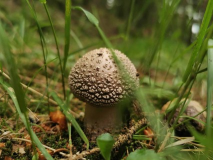 Close-up of a mushroom, panther mushroom (amanita pantherina) in the forest, surrounded by grass