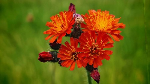 Group of bright orange-coloured flowers against a green background, orange hawkweed (hieracium