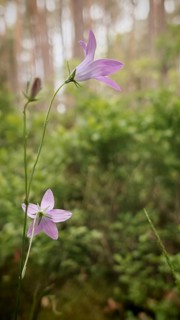 Two delicate purple flowers rise gracefully in a green, tree-rich forest, meadow bellflower