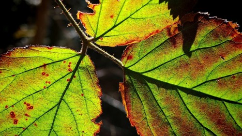 Sunlight shines through the semi-transparent, partly discolored leaves of a bush, Franconian Forest