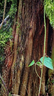 Close-up of intertwined tree roots covered by green moss, Franconian Forest, Germany