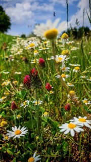 Meadow with colourful flowers such as meadow daisies (Leucanthemum vulgare) under a blue sky,