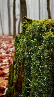 An old tree stump with dense green moss in a misty, autumnal forest, trumpet lichen (cladonia