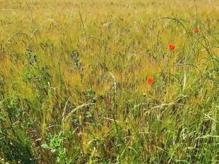 A wide field full of tall, yellow cereal plants with scattered red poppies (Papaver rhoeas), Upper