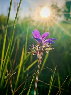 Purple flower in the tall grass in the light of the morning sun, cranesbill (geranium), Franconian