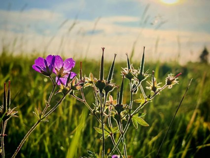 Purple flower backlit on a green field at sunrise, cranesbill (Geranium), Franconian Forest