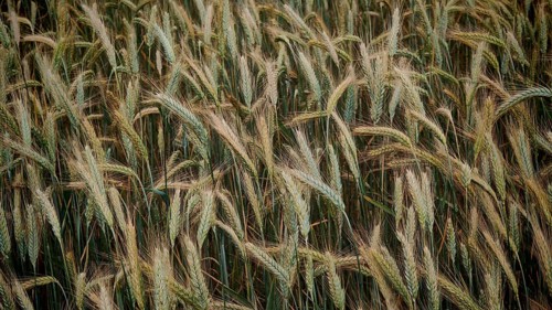 Dense cornfield full of ripe corn in shades of brown and green, Franconian Forest