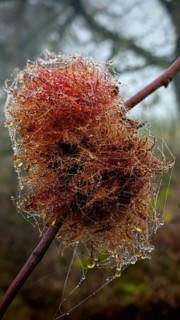 Close-up of rose apple (Diplolepis rosae), rose gall wasp, Franconian Forest nature park Park,