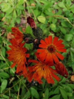 Orange flower with several flowers in a green foliage setting, orange hawkweed (hieracium
