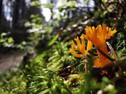 Bright yellow mushrooms in the moss-covered forest in bright sunlight, goat's beard (calocera