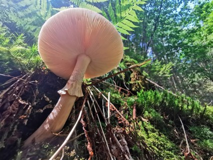 Large mushroom (fungi) on moss-covered ground in the forest under sunlight, Franconian Forest